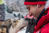 La Grande Odyssée Royal Canin