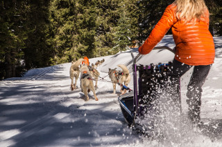 Baptême en traîneau à chiens