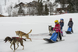 Chiens de traîneaux