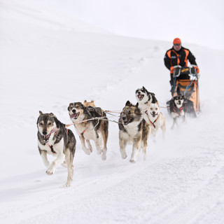 Baptême en traineau à chiens à Bessans avec Husky Adventure