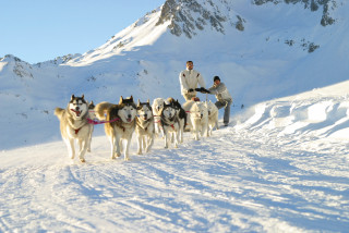 chiens_de_traineau_apidae.jpg