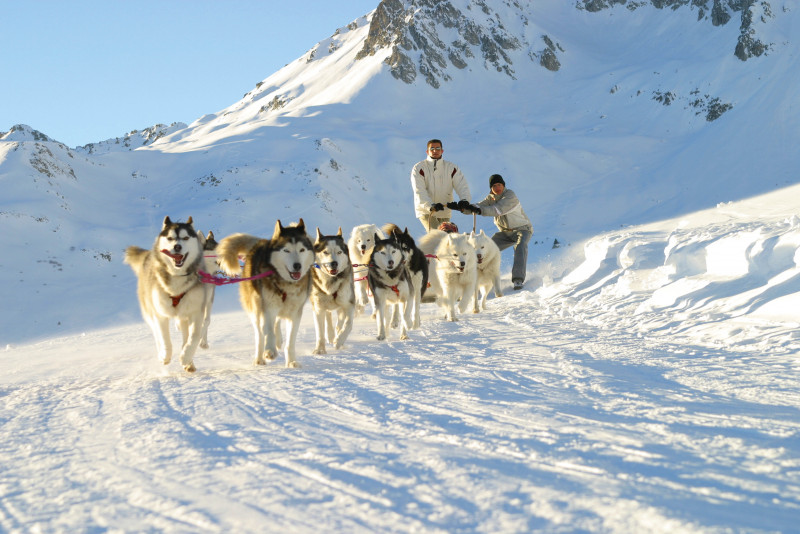 chiens_de_traineau_apidae.jpg