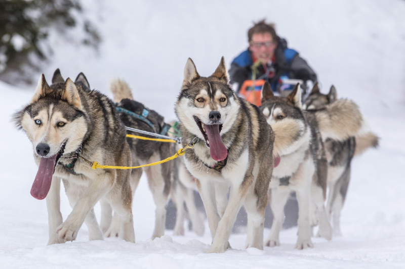 La Grande odyssée - © Vincent Piccerelle La Grande odyssée
