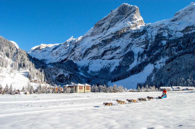 Chiens de traîneau - Baptême_Pralognan-la-Vanoise