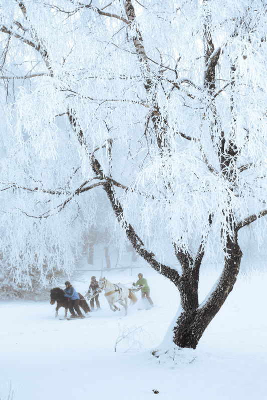 Séance de ski-Joëring_La Féclaz