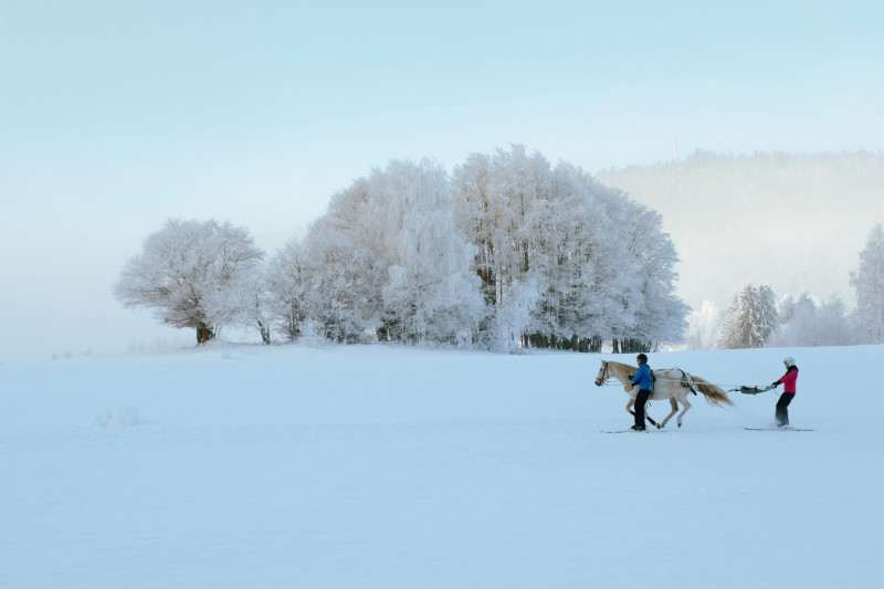 Séance de ski-Joëring_La Féclaz